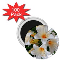 Lilies Belladonna White Flowers 1 75  Magnets (100 Pack)  by Pakrebo