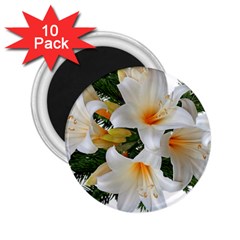 Lilies Belladonna White Flowers 2 25  Magnets (10 Pack) 