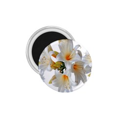 Lilies White Belladonna 1 75  Magnets by Simbadda