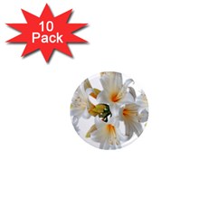 Lilies White Belladonna 1  Mini Magnet (10 Pack)  by Simbadda