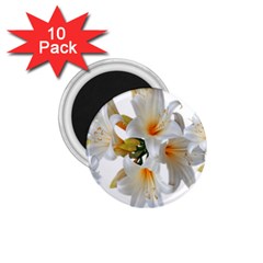 Lilies White Belladonna 1 75  Magnets (10 Pack)  by Simbadda