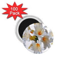 Lilies White Belladonna 1 75  Magnets (100 Pack)  by Simbadda