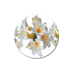 Lilies White Belladonna Magnet 3  (round) by Simbadda