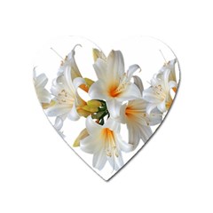 Lilies White Belladonna Heart Magnet by Simbadda