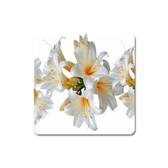 Lilies White Belladonna Square Magnet by Simbadda