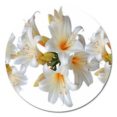 Lilies White Belladonna Magnet 5  (round) by Simbadda