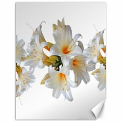 Lilies White Belladonna Canvas 12  X 16  by Simbadda