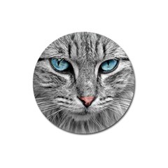 Cat Animal Cat Portrait Mackerel Magnet 3  (round) by Sudhe