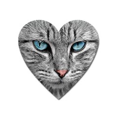 Cat Animal Cat Portrait Mackerel Heart Magnet