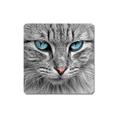 Cat Animal Cat Portrait Mackerel Square Magnet by Sudhe