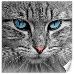 Cat Animal Cat Portrait Mackerel Canvas 20  X 20  by Sudhe