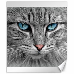 Cat Animal Cat Portrait Mackerel Canvas 20  X 24  by Sudhe