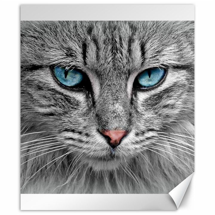 Cat Animal Cat Portrait Mackerel Canvas 20  x 24 