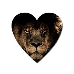 African Lion Wildcat Mane Closeup Heart Magnet by Sudhe