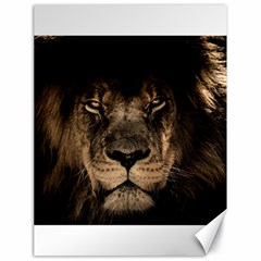 African Lion Wildcat Mane Closeup Canvas 18  X 24  by Sudhe