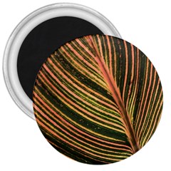 Leaf Patten Lines Colorful Plant 3  Magnets by Simbadda