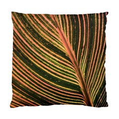 Leaf Patten Lines Colorful Plant Standard Cushion Case (two Sides) by Simbadda