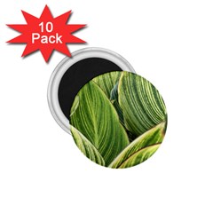 Leaves Striped Pattern Texture 1 75  Magnets (10 Pack) 