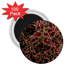 Plant Colorful Red Garden Leaves 2 25  Magnets (100 Pack)  by Simbadda