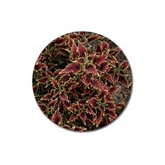 Plant Colorful Red Garden Leaves Magnet 3  (round) by Simbadda