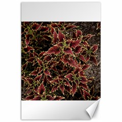 Plant Colorful Red Garden Leaves Canvas 20  X 30  by Simbadda