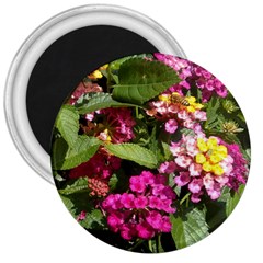 Summer Lantana W Bee 3  Magnets