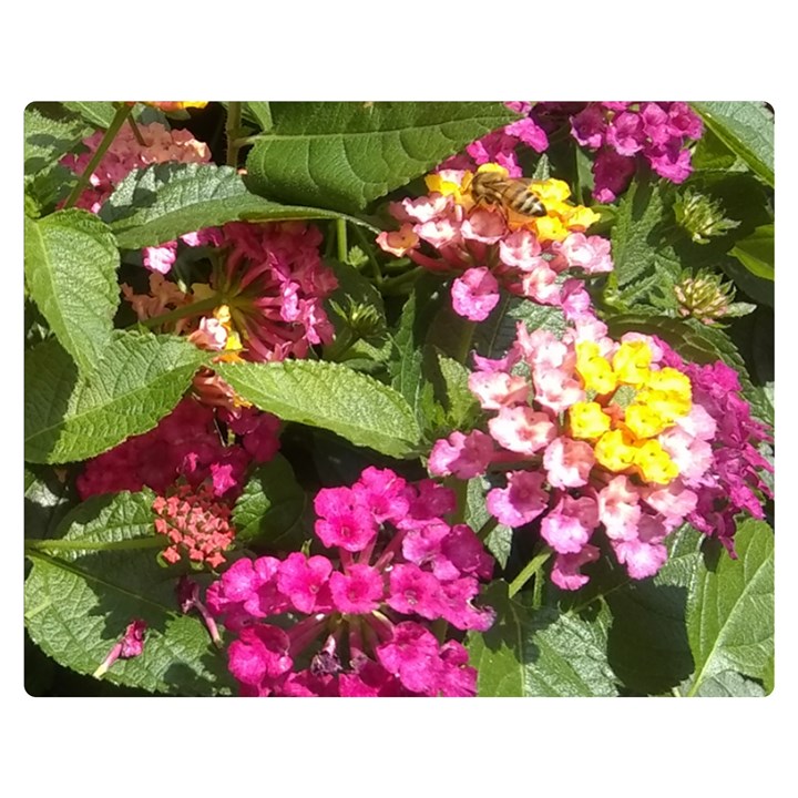 Summer Lantana w Bee Double Sided Flano Blanket (Medium) 