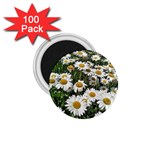 Columbus Commons Shasta Daisies 1.75  Magnets (100 pack)  Front