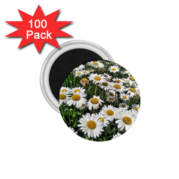 Columbus Commons Shasta Daisies 1.75  Magnets (100 pack) 