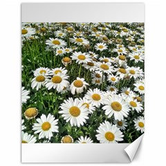 Columbus Commons Shasta Daisies Canvas 12  x 16 