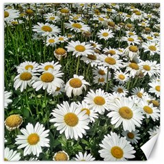 Columbus Commons Shasta Daisies Canvas 20  x 20 