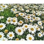 Columbus Commons Shasta Daisies Deluxe Canvas 14  x 11  (Stretched) 14  x 11  x 1.5  Stretched Canvas