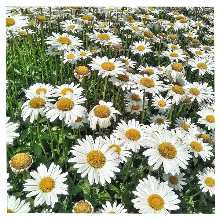 Columbus Commons Shasta Daisies Wooden Puzzle Square