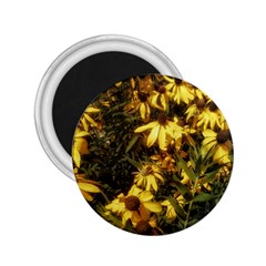 Echinacea paradoxa 2.25  Magnets