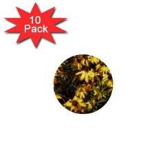 Echinacea paradoxa 1  Mini Buttons (10 pack) 