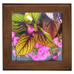 Coleus & Petunia Framed Tile by Riverwoman