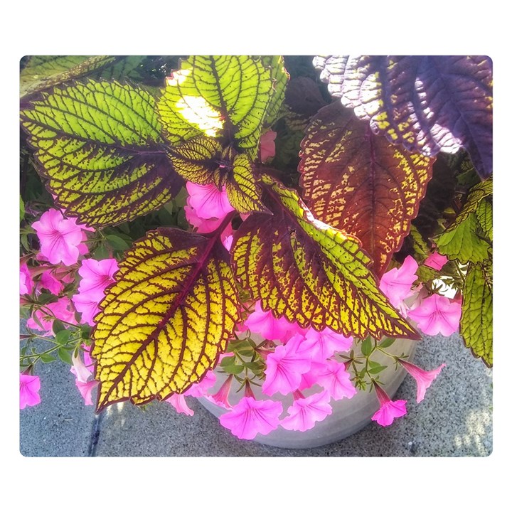 Coleus & Petunia Double Sided Flano Blanket (Small) 