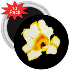 Yellow And Orange Tulip 3  Magnets (10 Pack)  by okhismakingart