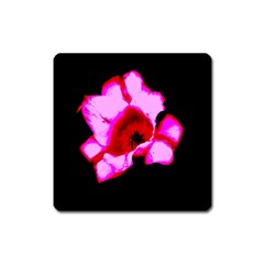 Pink And Red Tulip Square Magnet by okhismakingart