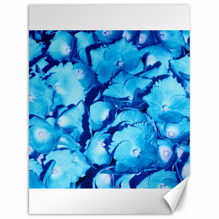 Hydrangea Blue Petals Flower Canvas 18  x 24 