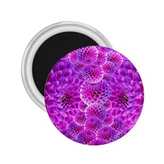 Nature Blossom Plant Flower Purple Petal Bloom Pattern Pollen Pink Flora Flowers Dahlia Design Beaut 2 25  Magnets by Vaneshart