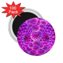 Nature Blossom Plant Flower Purple Petal Bloom Pattern Pollen Pink Flora Flowers Dahlia Design Beaut 2 25  Magnets (100 Pack)  by Vaneshart