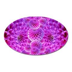 Nature Blossom Plant Flower Purple Petal Bloom Pattern Pollen Pink Flora Flowers Dahlia Design Beaut Oval Magnet by Vaneshart