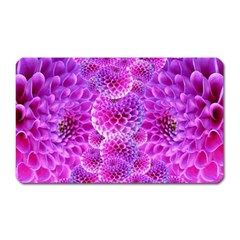 Nature Blossom Plant Flower Purple Petal Bloom Pattern Pollen Pink Flora Flowers Dahlia Design Beaut Magnet (rectangular) by Vaneshart