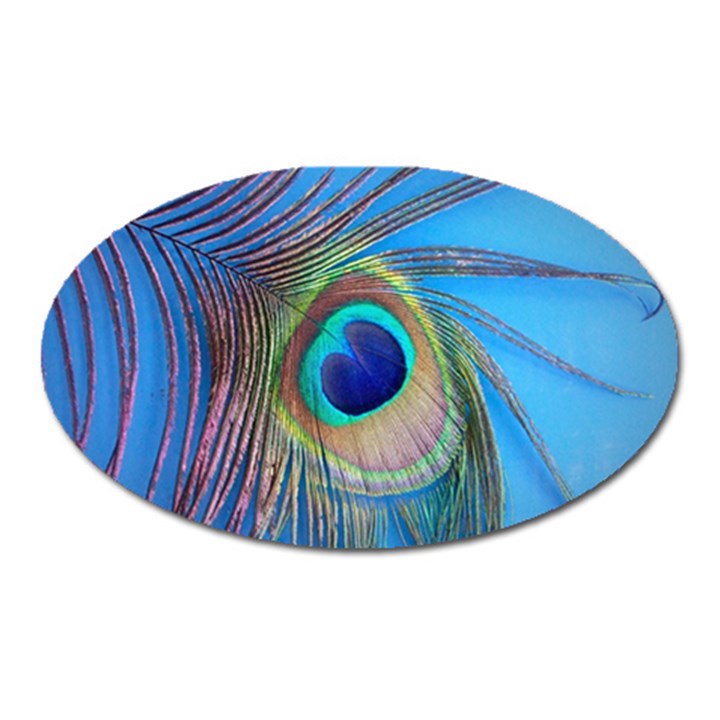 Nature Bird Wing Texture Animal Male Wildlife Decoration Pattern Line Green Color Blue Colorful Oval Magnet