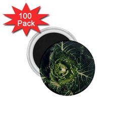 Plant Leaf Flower Green Produce Vegetable Botany Flora Cabbage Macro Photography Flowering Plant 1 75  Magnets (100 Pack)  by Vaneshart