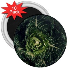 Plant Leaf Flower Green Produce Vegetable Botany Flora Cabbage Macro Photography Flowering Plant 3  Magnets (10 Pack)  by Vaneshart