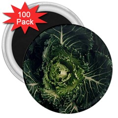 Plant Leaf Flower Green Produce Vegetable Botany Flora Cabbage Macro Photography Flowering Plant 3  Magnets (100 Pack) by Vaneshart