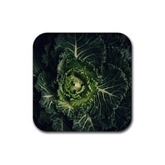 Plant Leaf Flower Green Produce Vegetable Botany Flora Cabbage Macro Photography Flowering Plant Rubber Coaster (square)  by Vaneshart