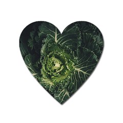 Plant Leaf Flower Green Produce Vegetable Botany Flora Cabbage Macro Photography Flowering Plant Heart Magnet by Vaneshart